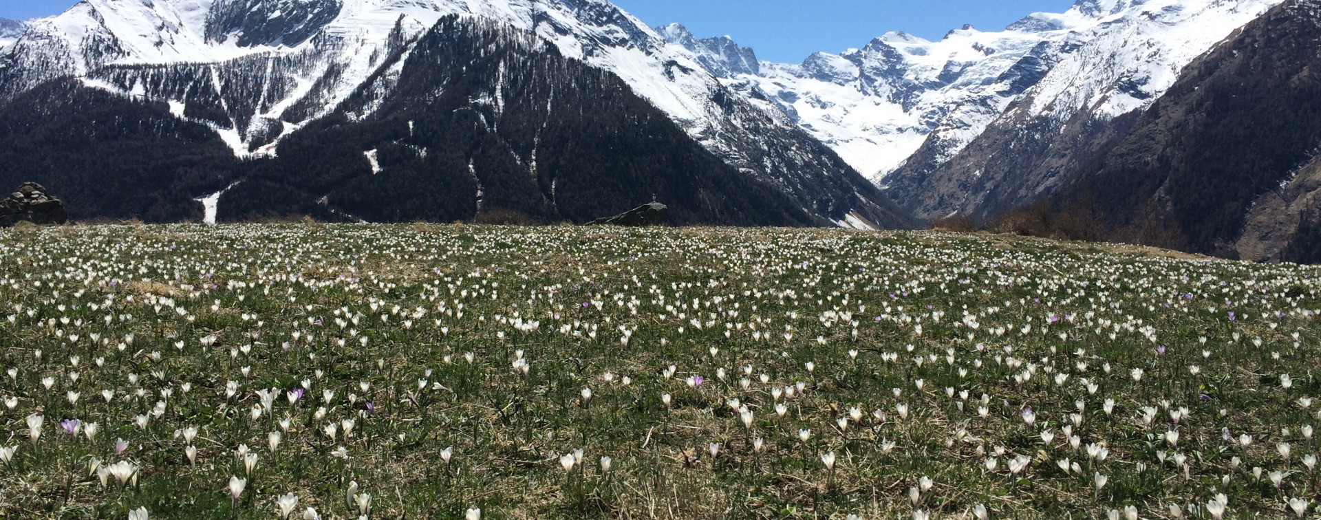 C'est le pringtemps!