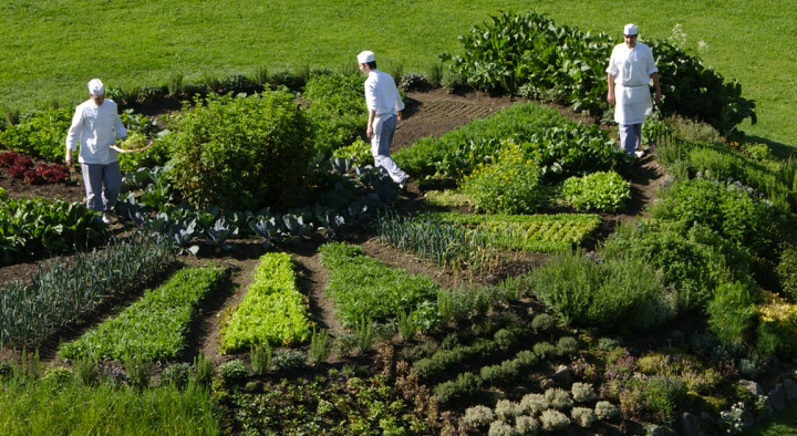 Le jardin potager