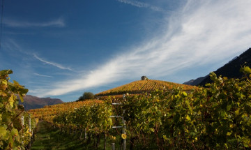 Visita e degustazione vini in un’azienda vinicola valdostana