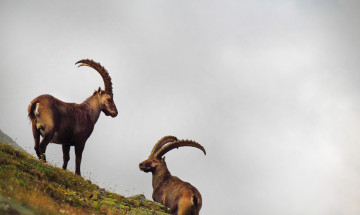 Parco Nazionale Gran Paradiso