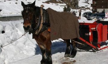 Passeggiate con slitta trainata da cavallo