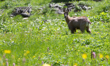 Flora e Fauna